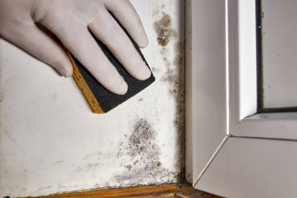Best Dehumidification Services  in Cadillac, MI